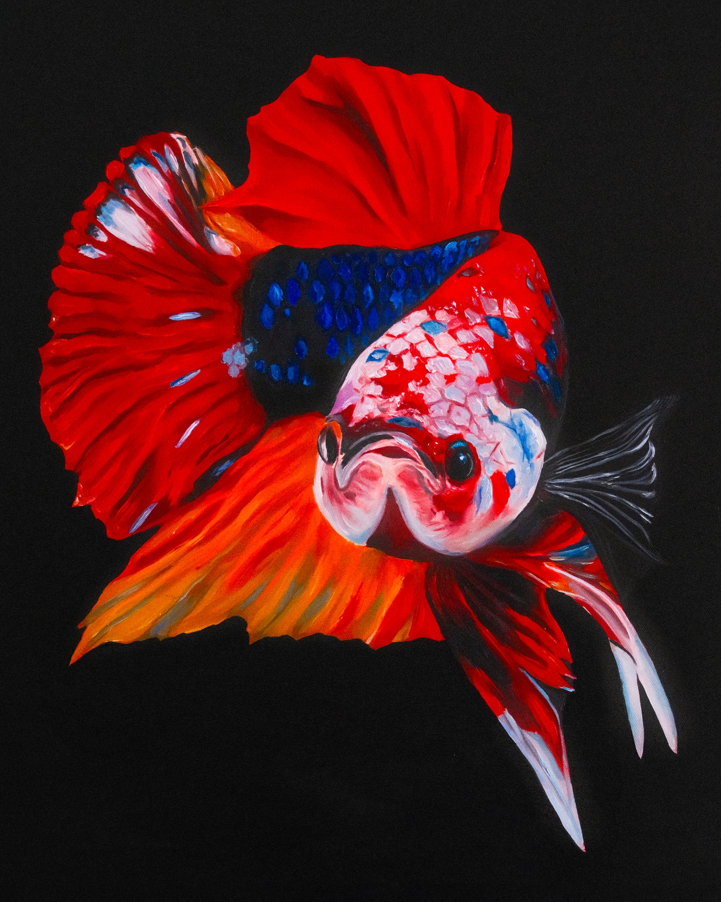 Swimming Betta
