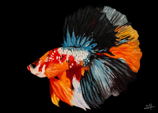 Longfin Koi Betta Fish Print