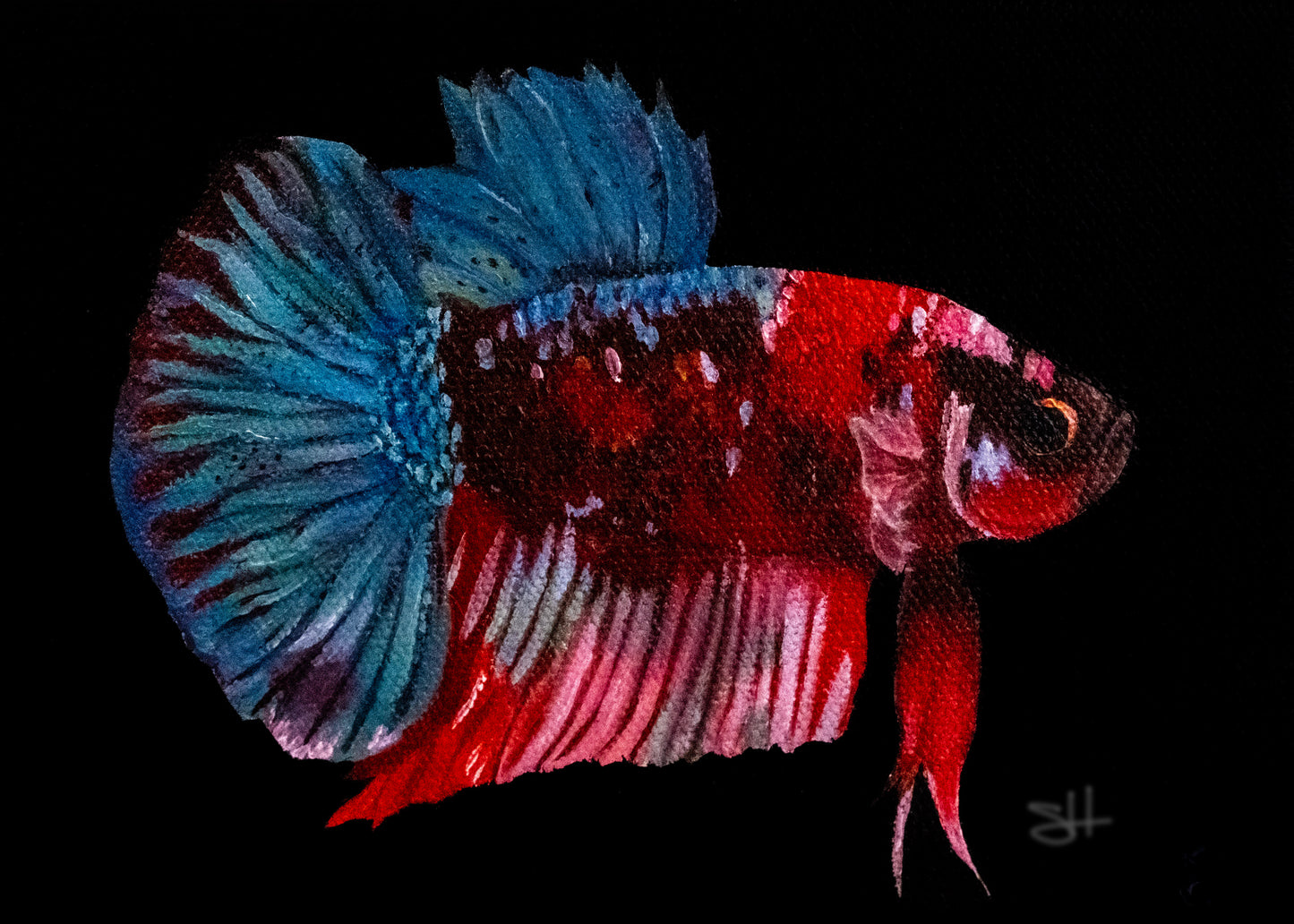 Shortfin Koi Betta Fish Print